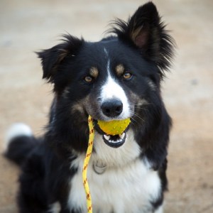 Мягкий мяч ø6 см на веревке для дрессировки бордер-колли «Playful Dog»